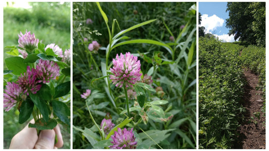 The Immense Benefits of Red Clover